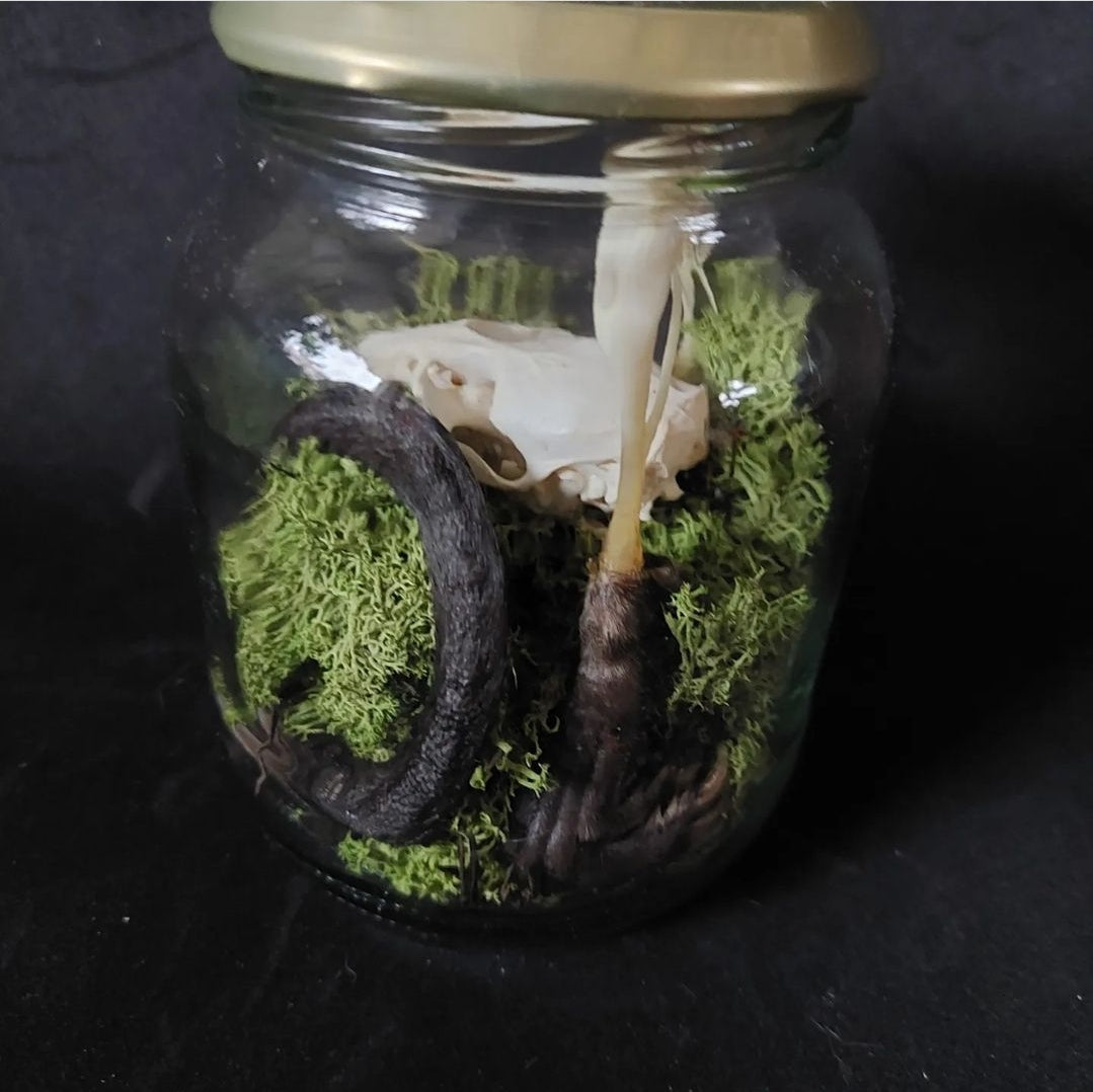 Musk rat set in glass jar