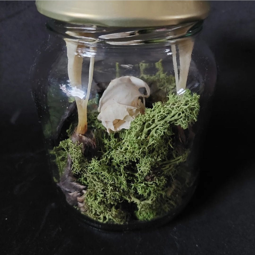 Musk rat set in glass jar