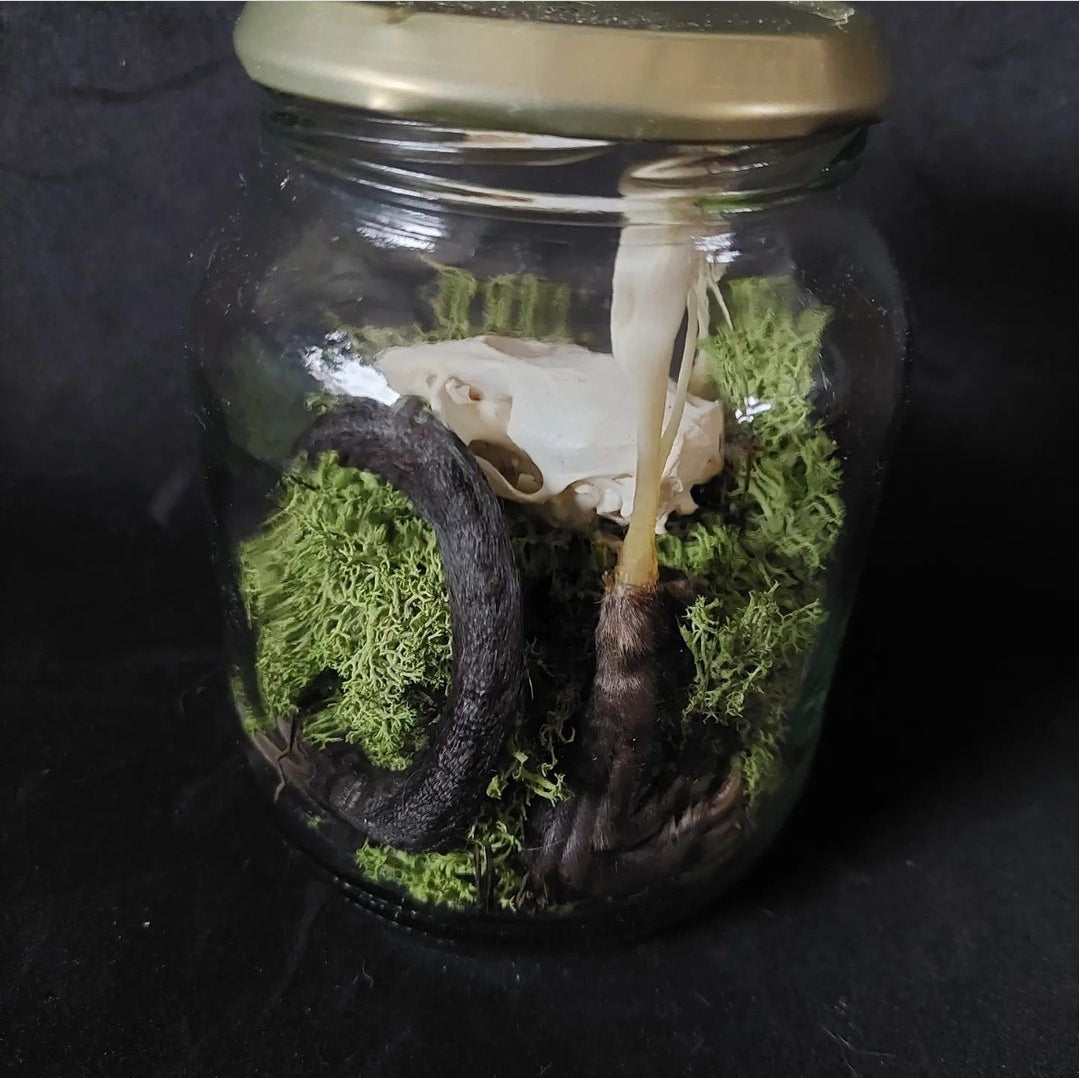 Musk rat set in glass jar