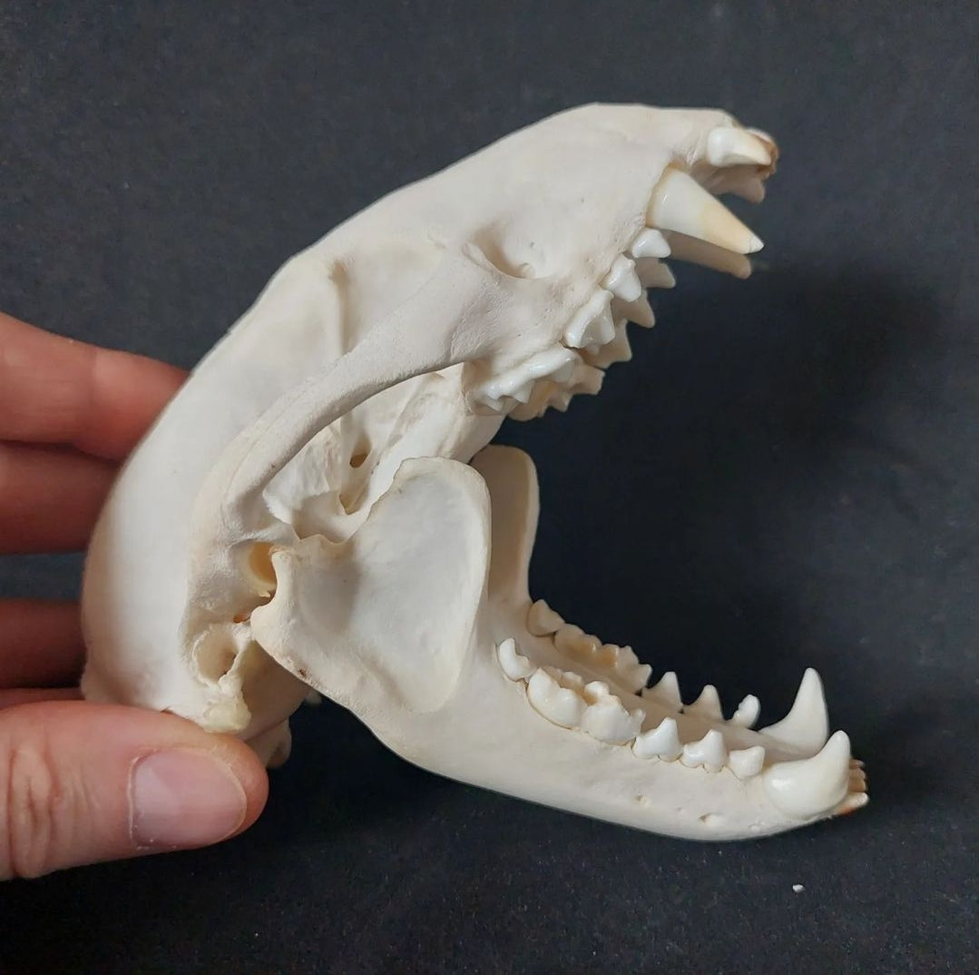 Badger skull #1
