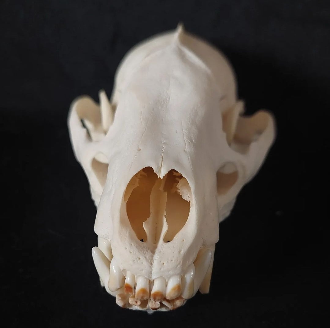 Badger skull #1