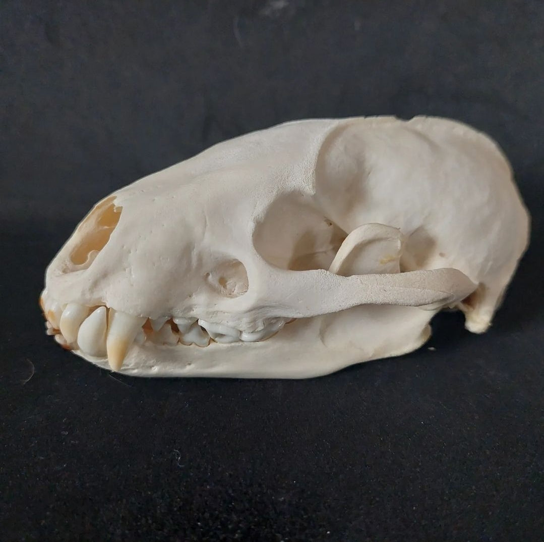 Badger skull #1