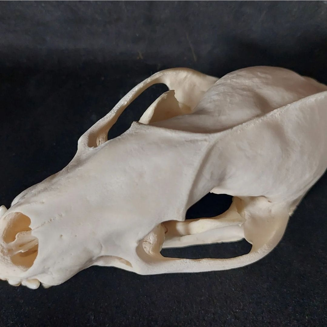Badger skull #1