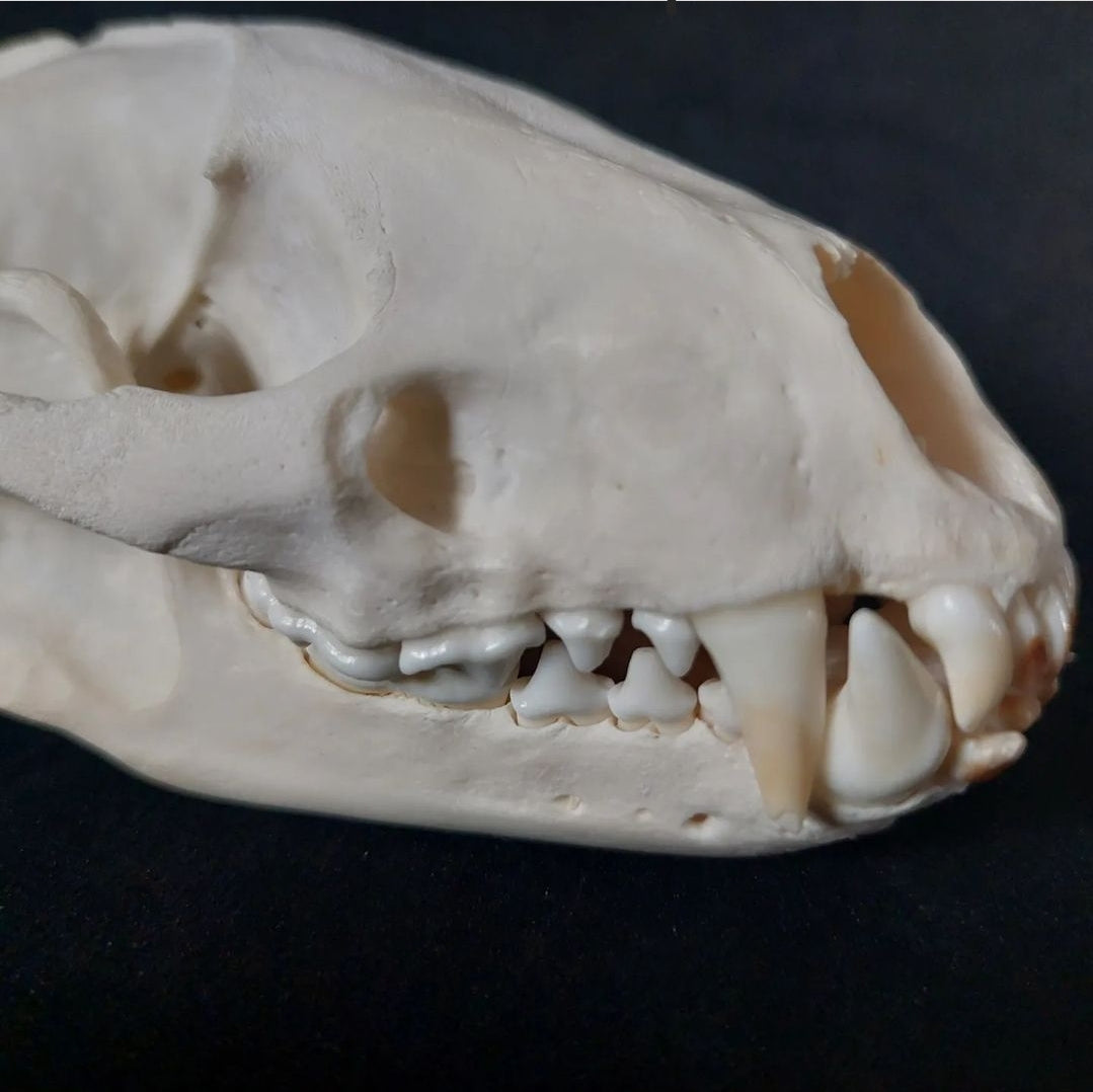 Badger skull #1