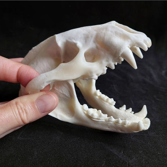 Badger skull #2