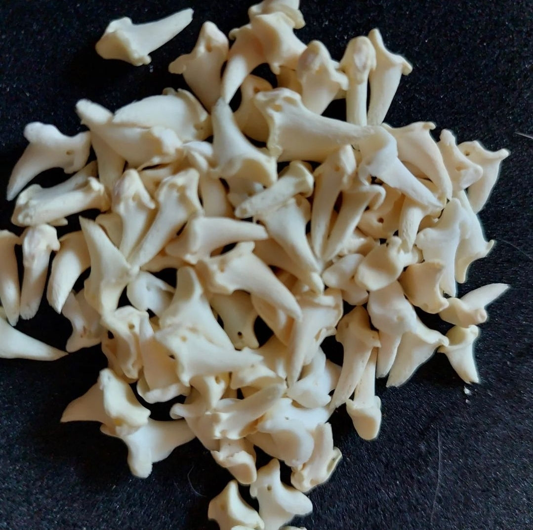 Red fox phalanges