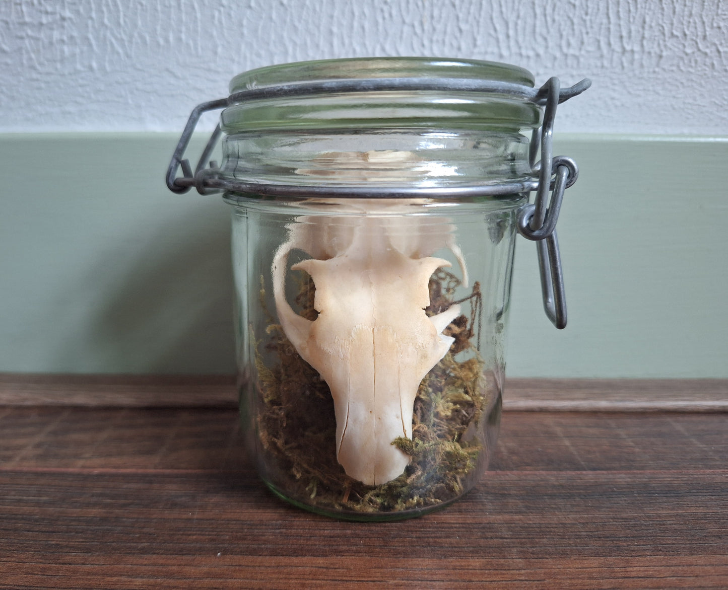 Alpine marmot upper skull, B-quality, in glass jar