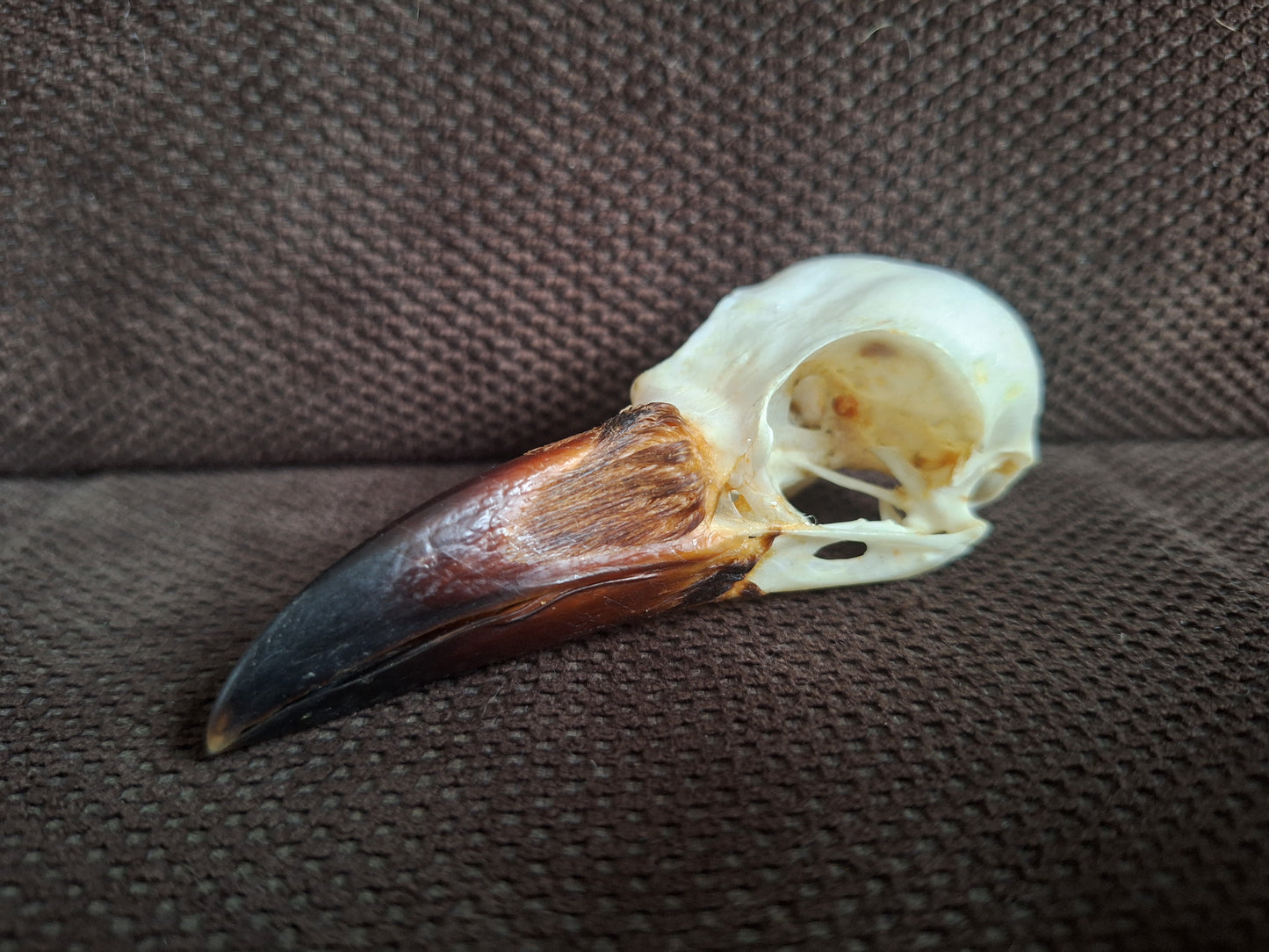 Crow skull #38