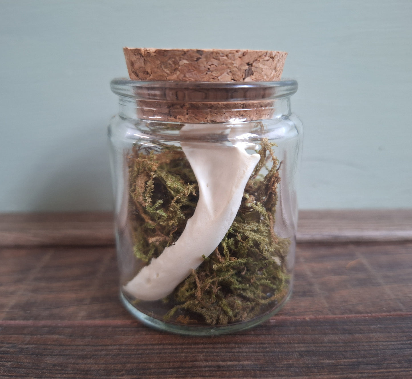 Marten lower jaws, B-quality, in glass jar