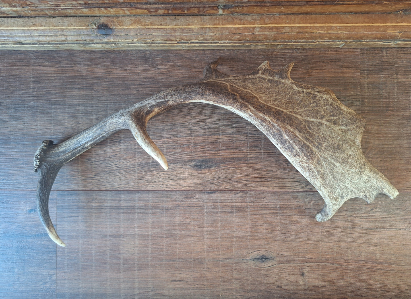 Fallow deer antler, single #13