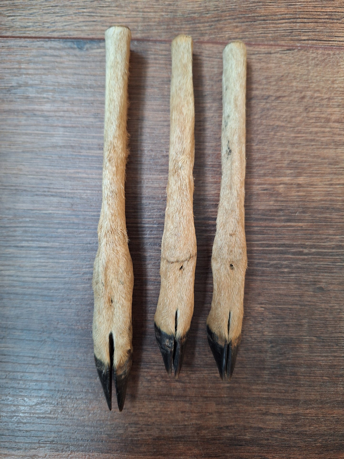 Vintage roe deer lower legs