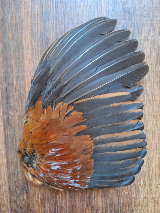 Rooster wing