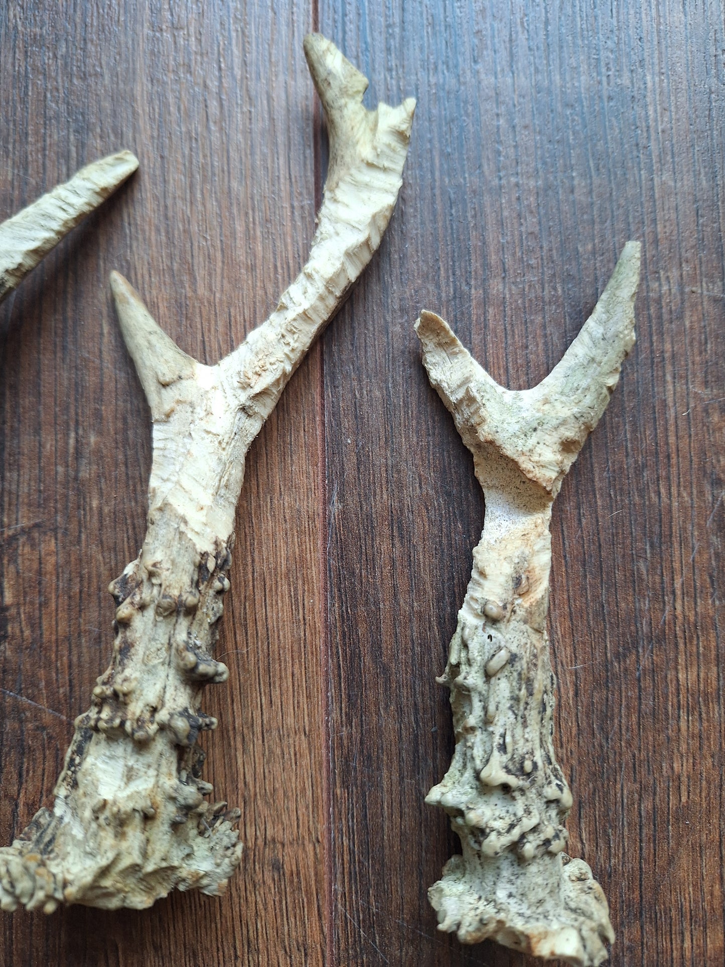 Roe deer antlers, B-quality, set of 11,