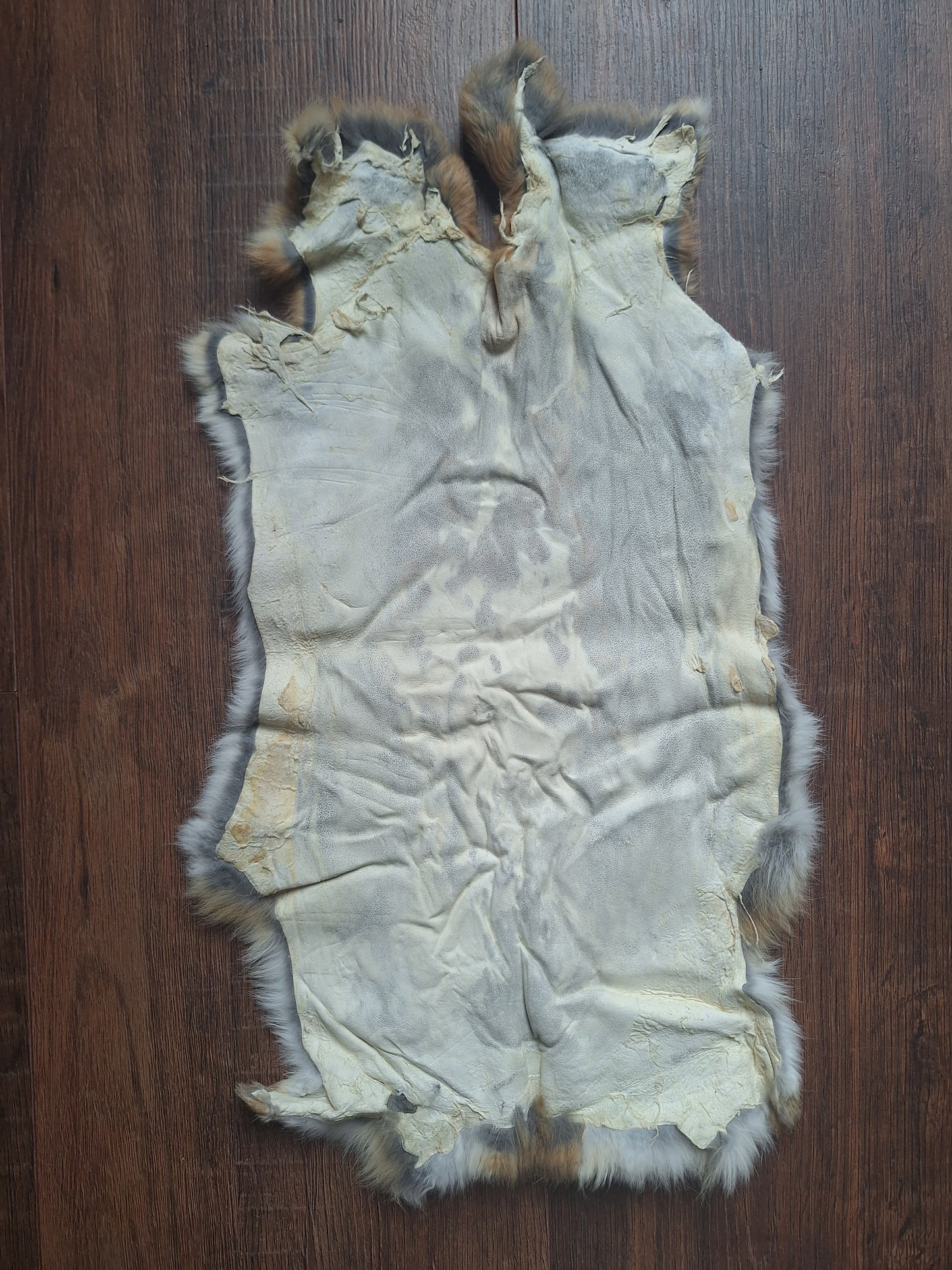 Rabbit hide #24