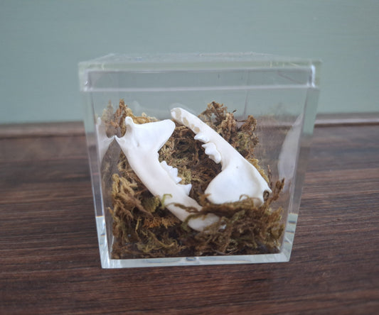 Marten lower jaws, B-quality, in display cube