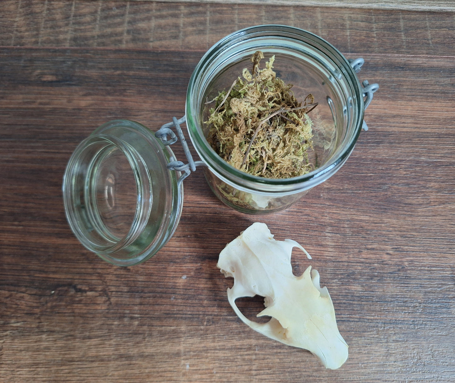 Alpine marmot upper skull, B-quality, in glass jar