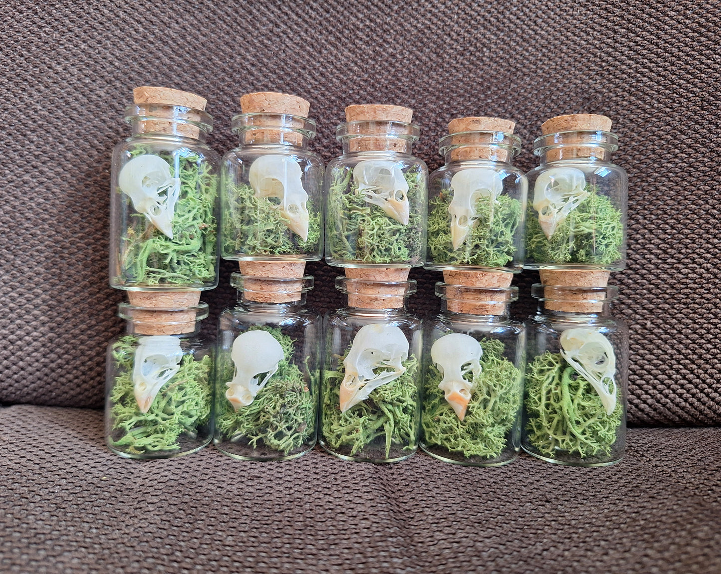 Parakeet skull bottle