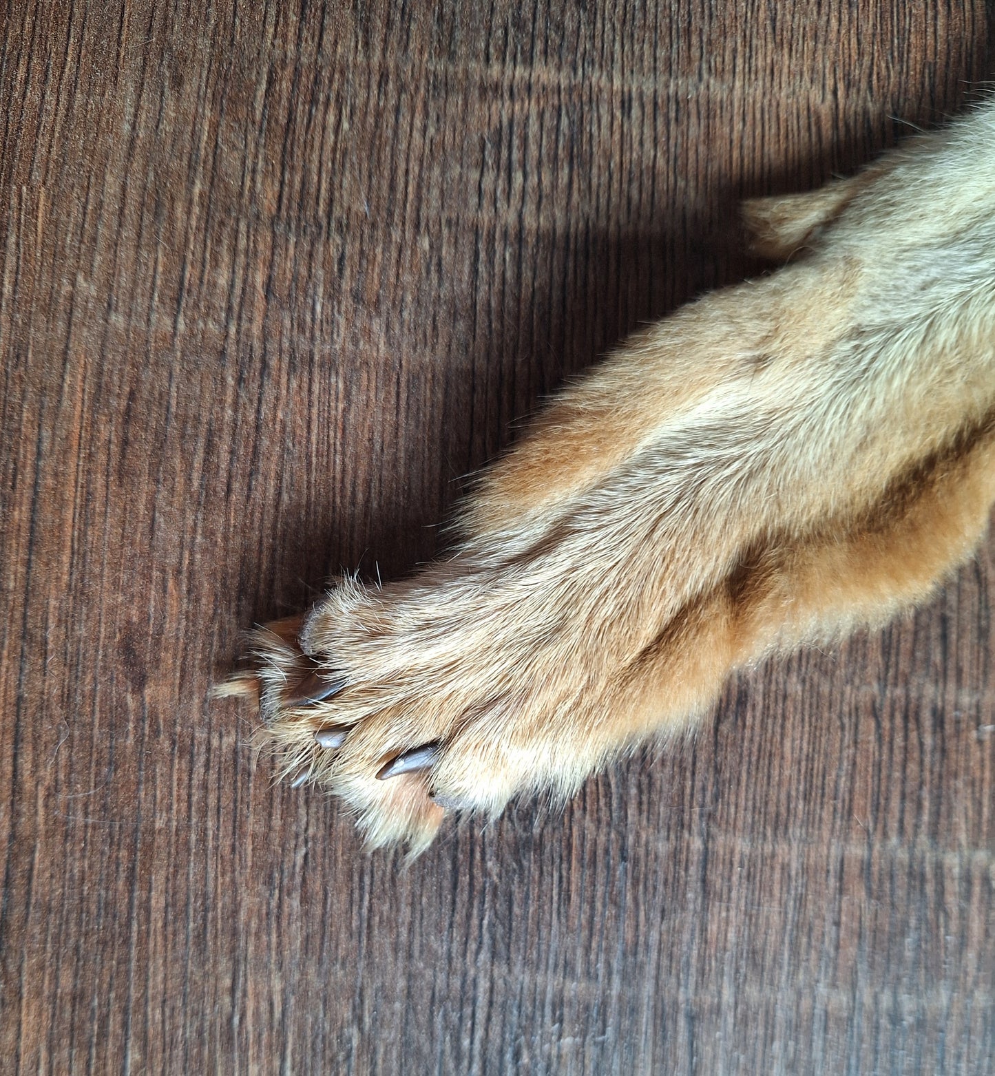 Black-backed jackal hide crafting piece