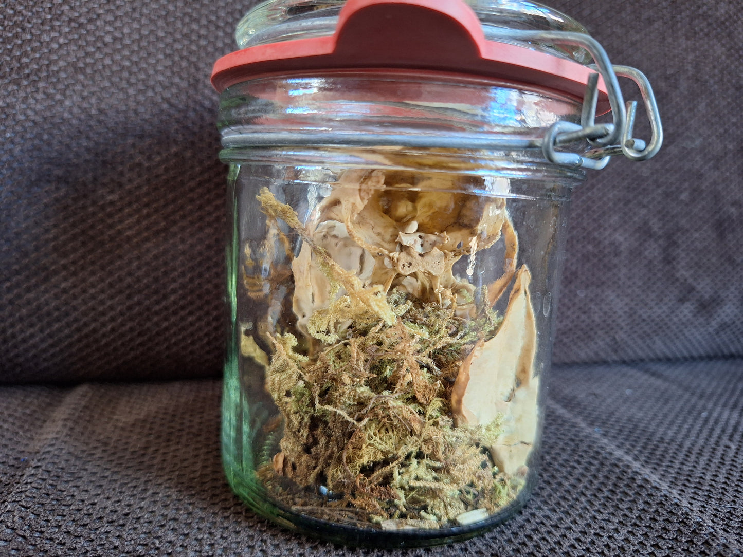 Rabbit skull, B-quality, in glass jar