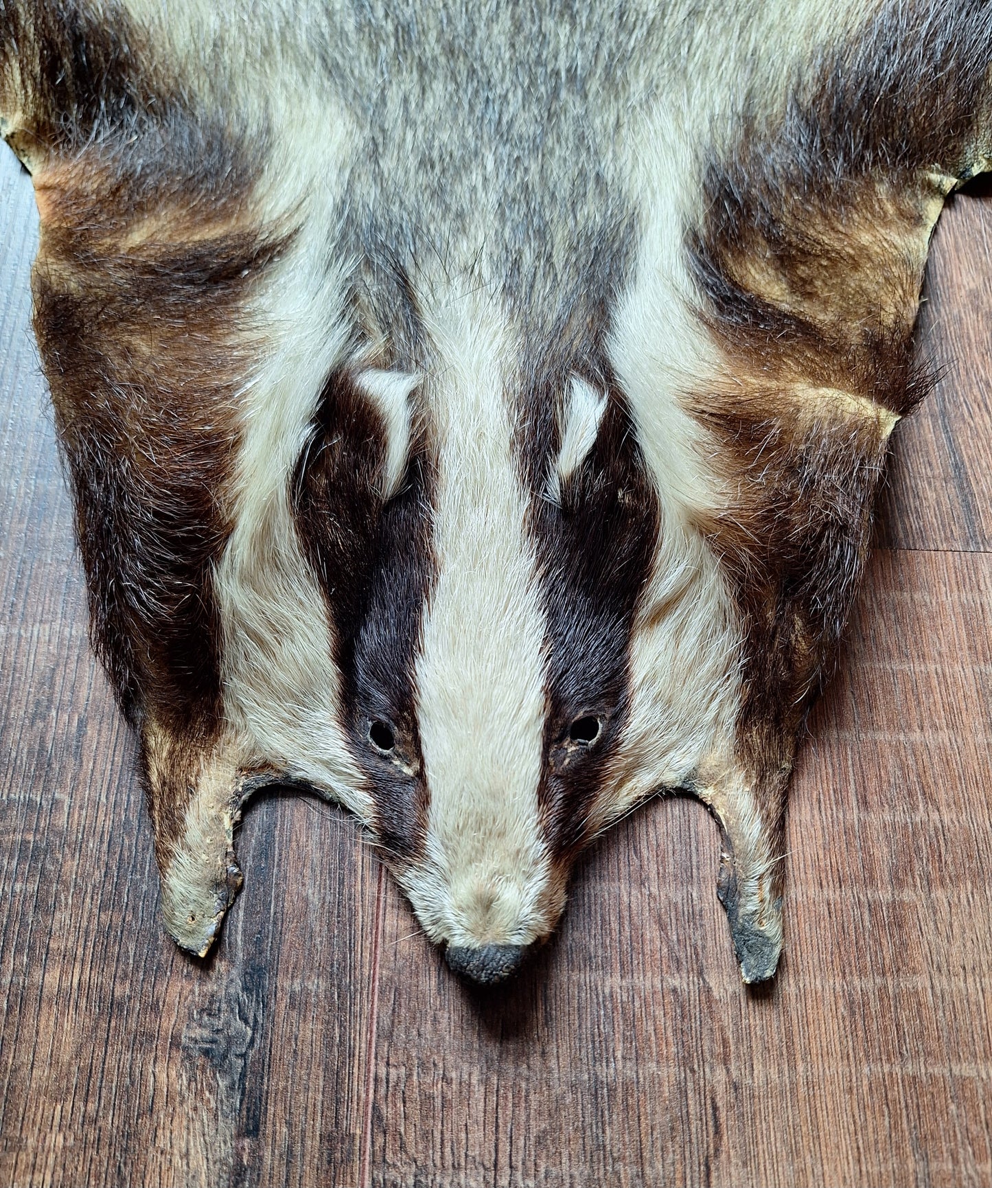 Badger hide #7