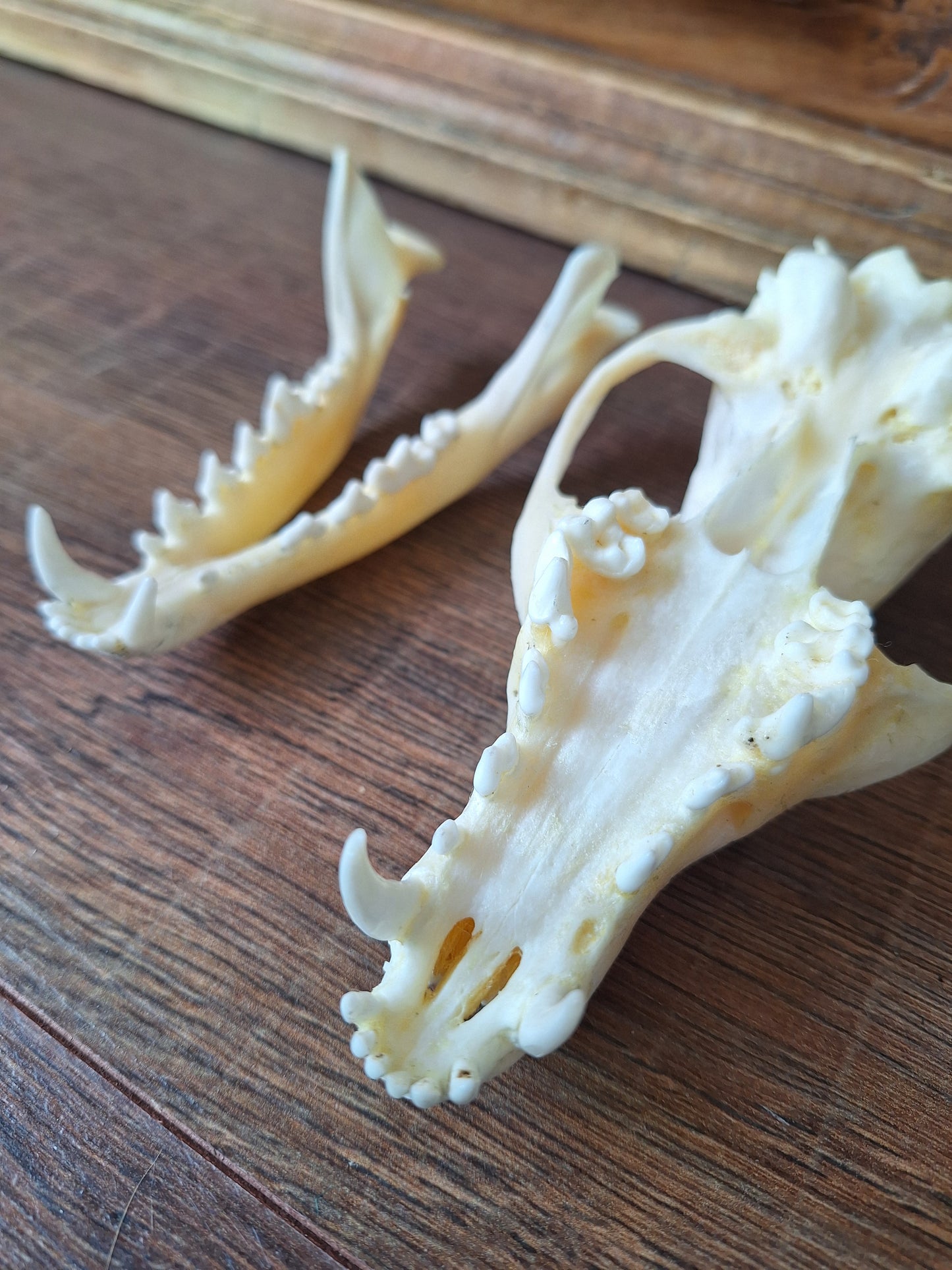 Fox skull #19