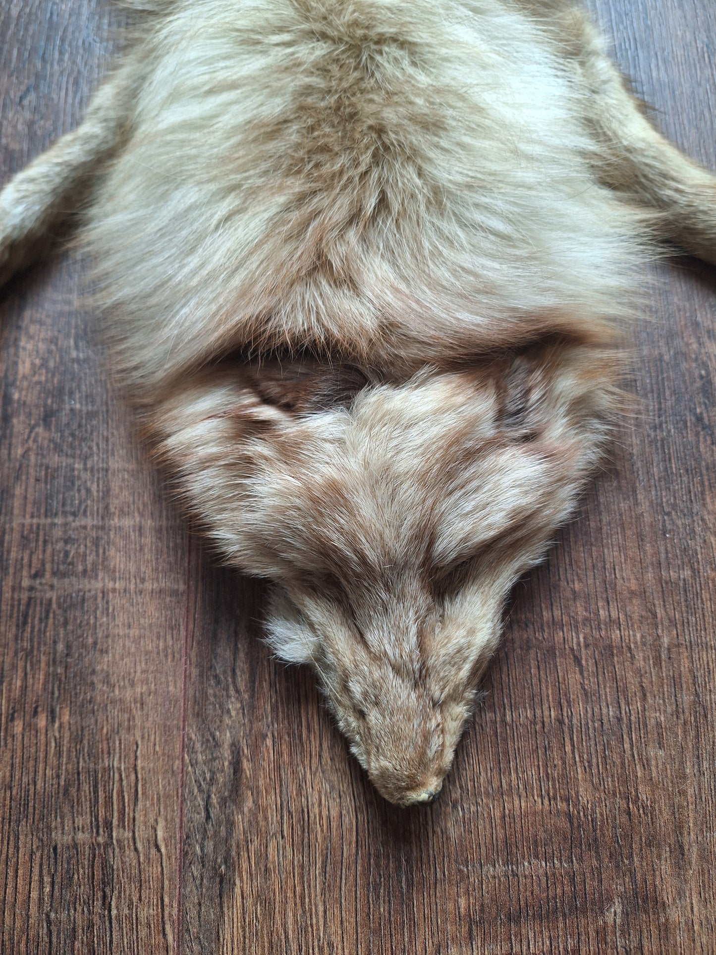 Red fox hide, light color mutation