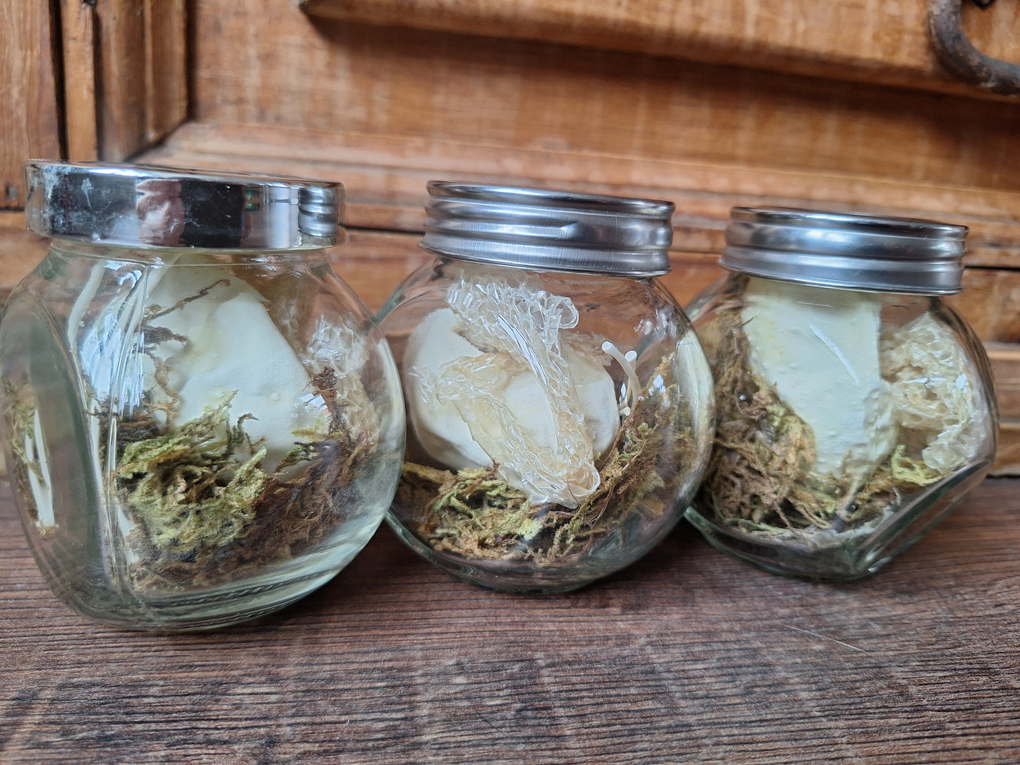 Snake set in glass jar