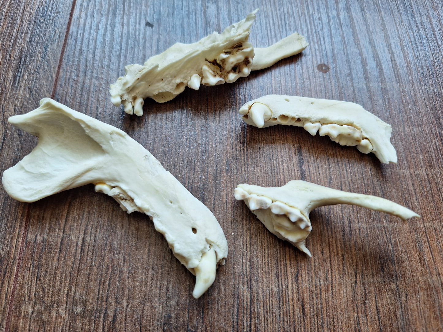 Badger jaw pieces, B-quality