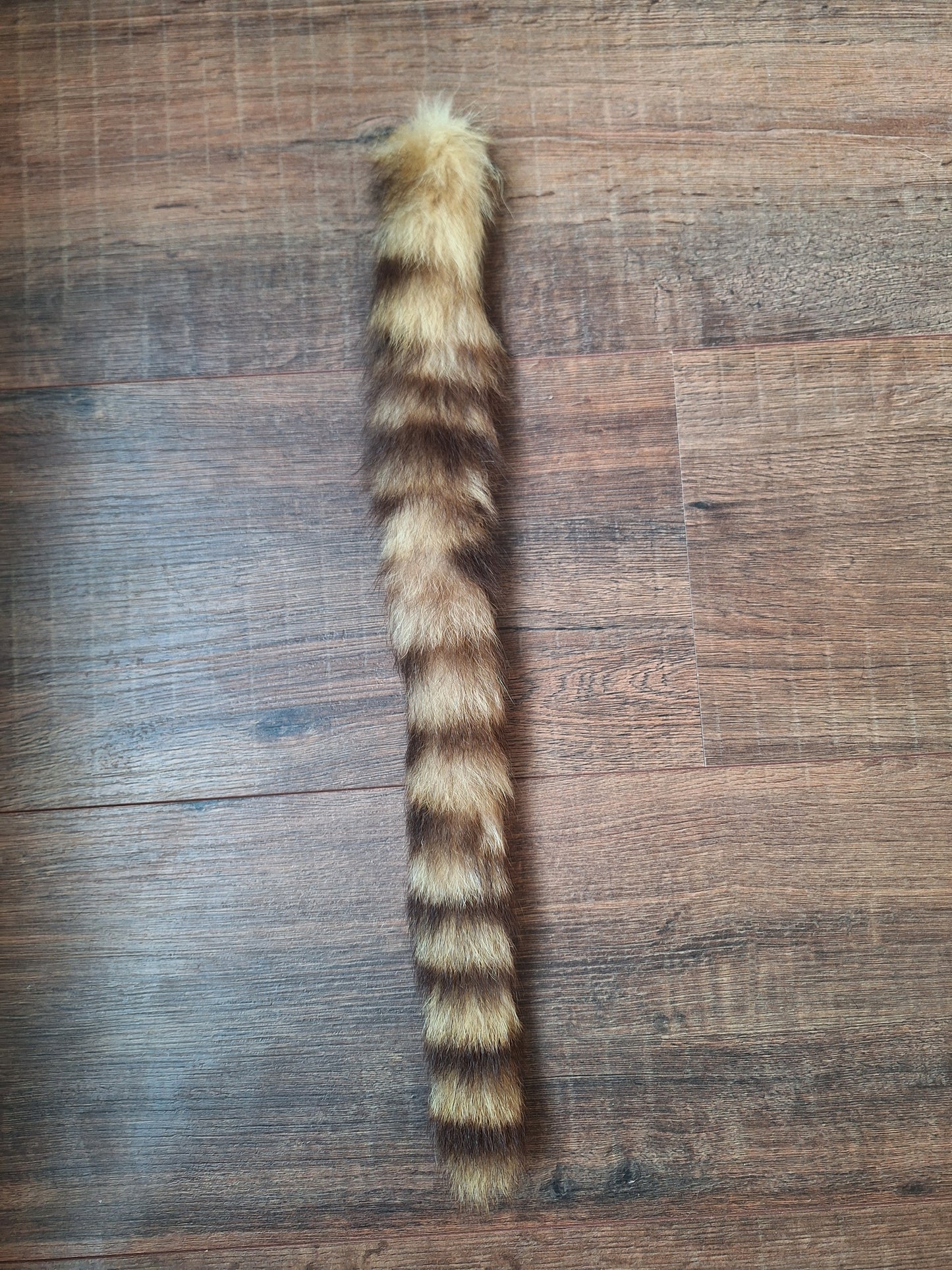Raccoon tail preparation