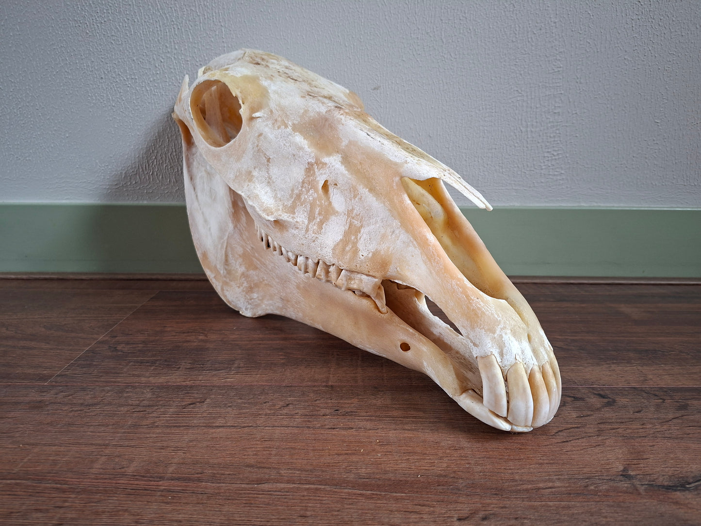 Horse skull