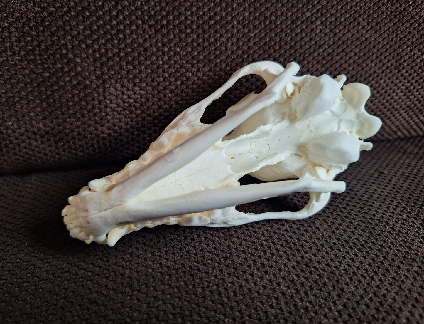 Raccoon dog skull