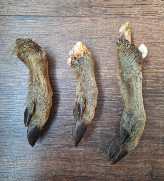 Wild boar lower legs
