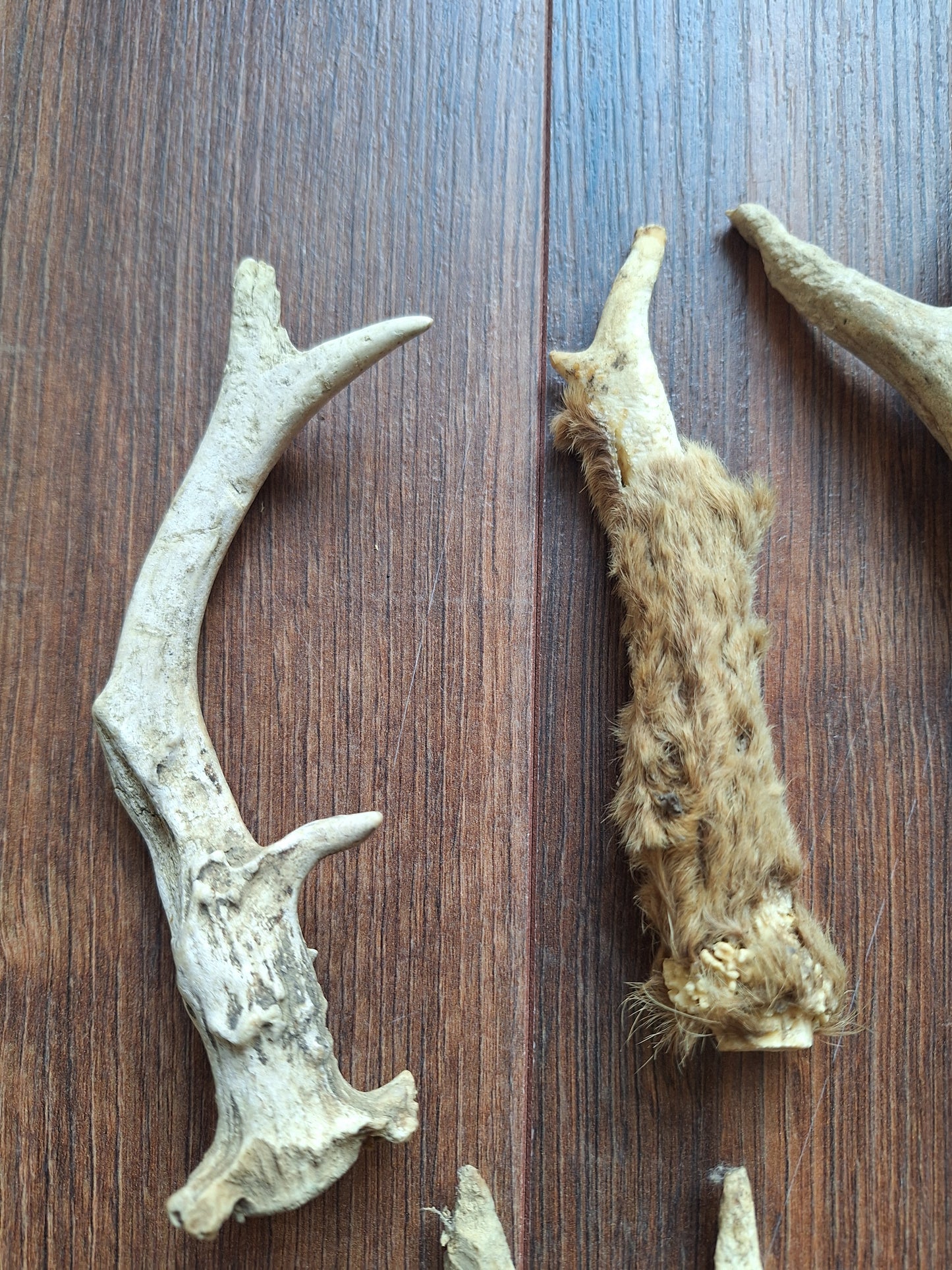 Roe deer antlers, B-quality, set of 11,
