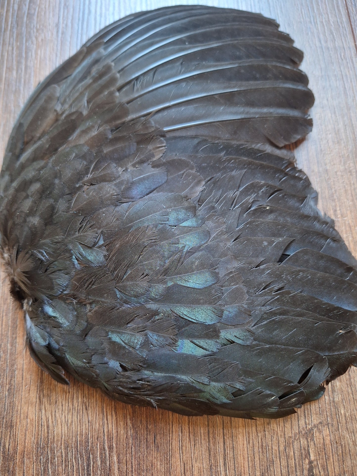 Rooster wing