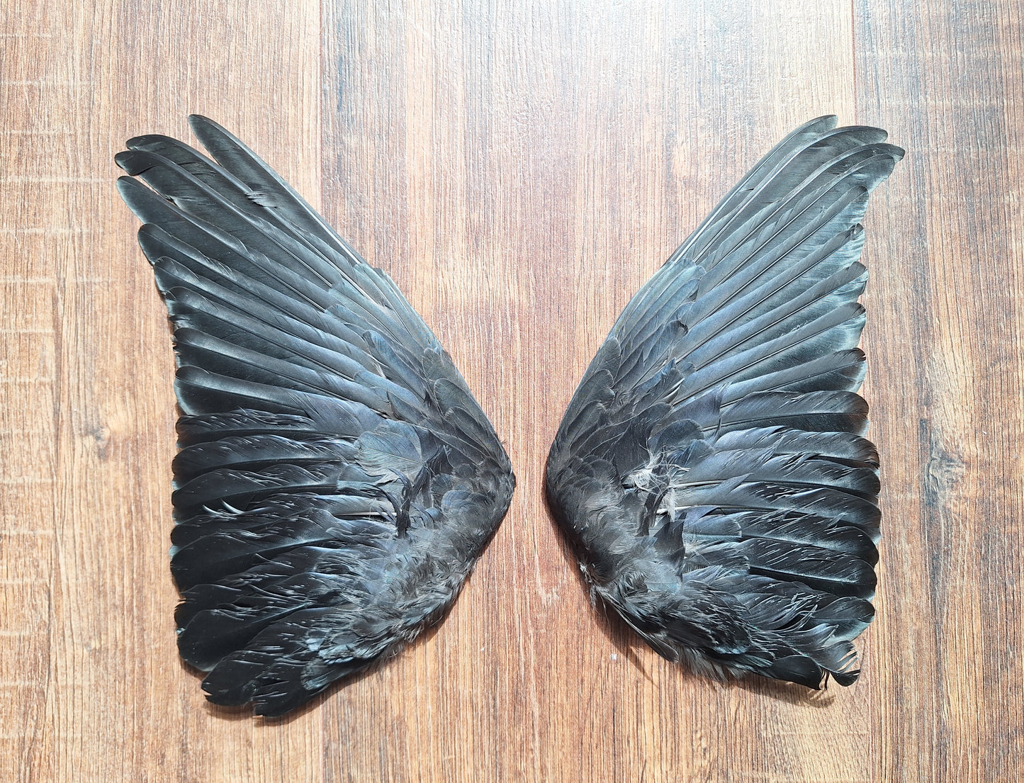 Jackdaw set of wings #9