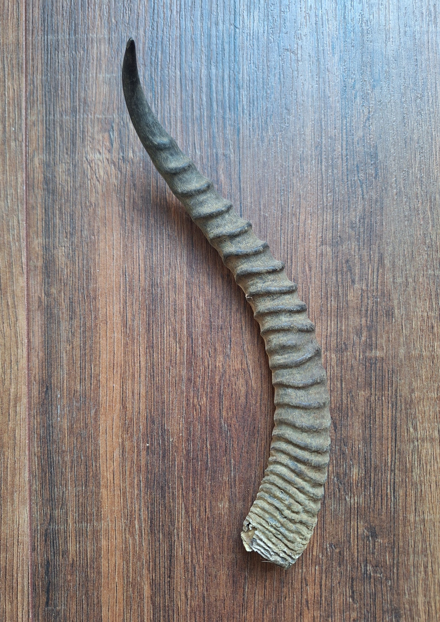 Dorcas gazelle horns, single