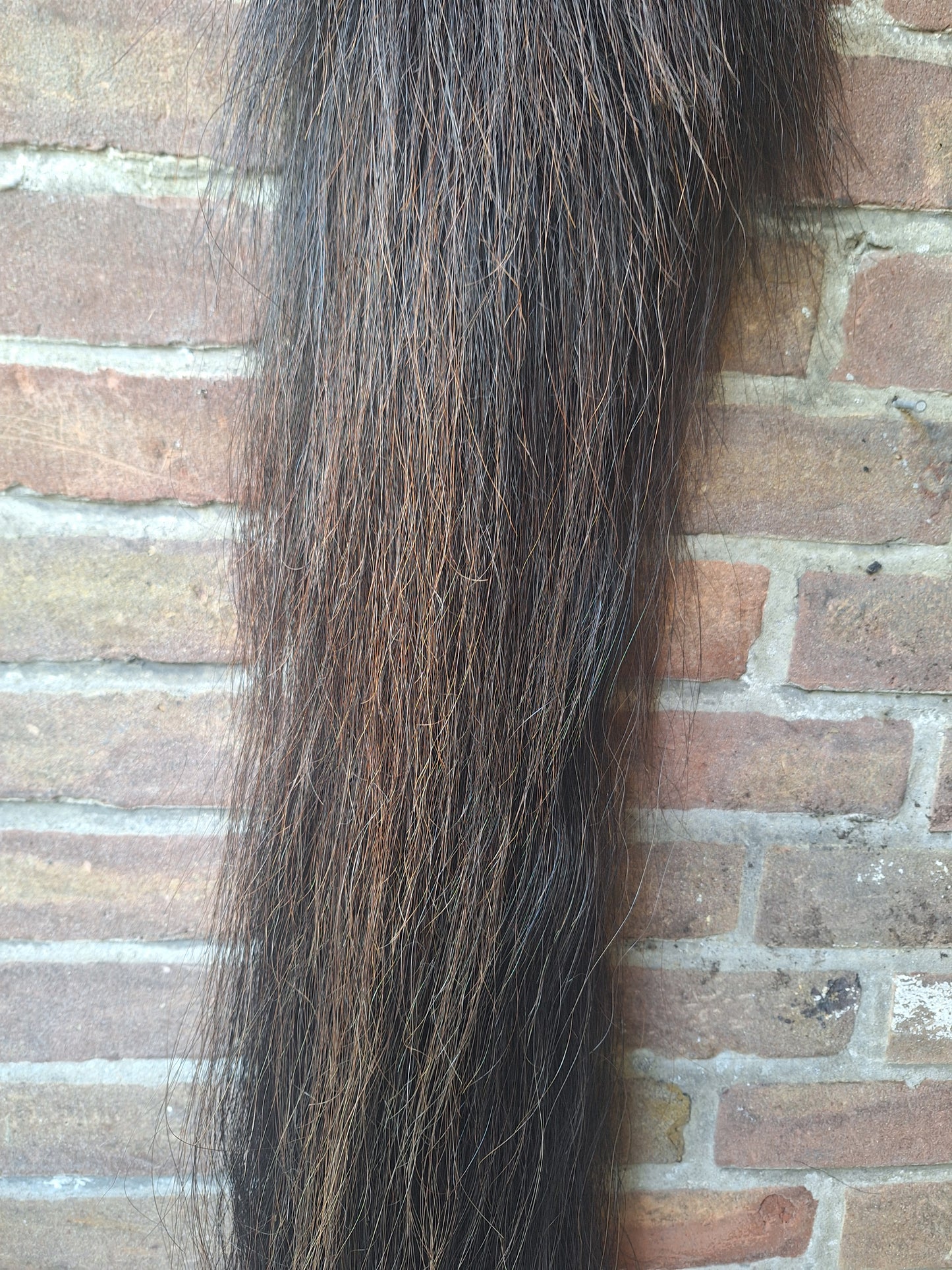 Horse tail #7, complete tail
