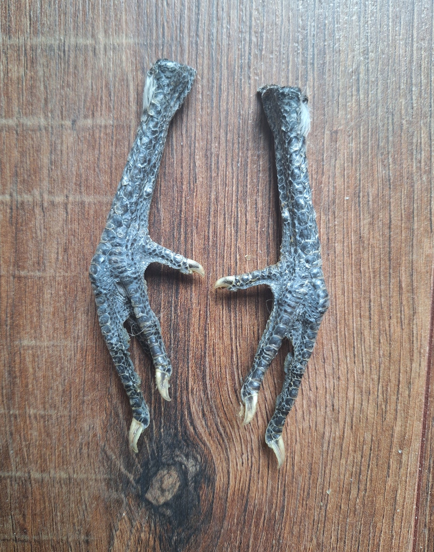 Chicken lower legs, set of 2