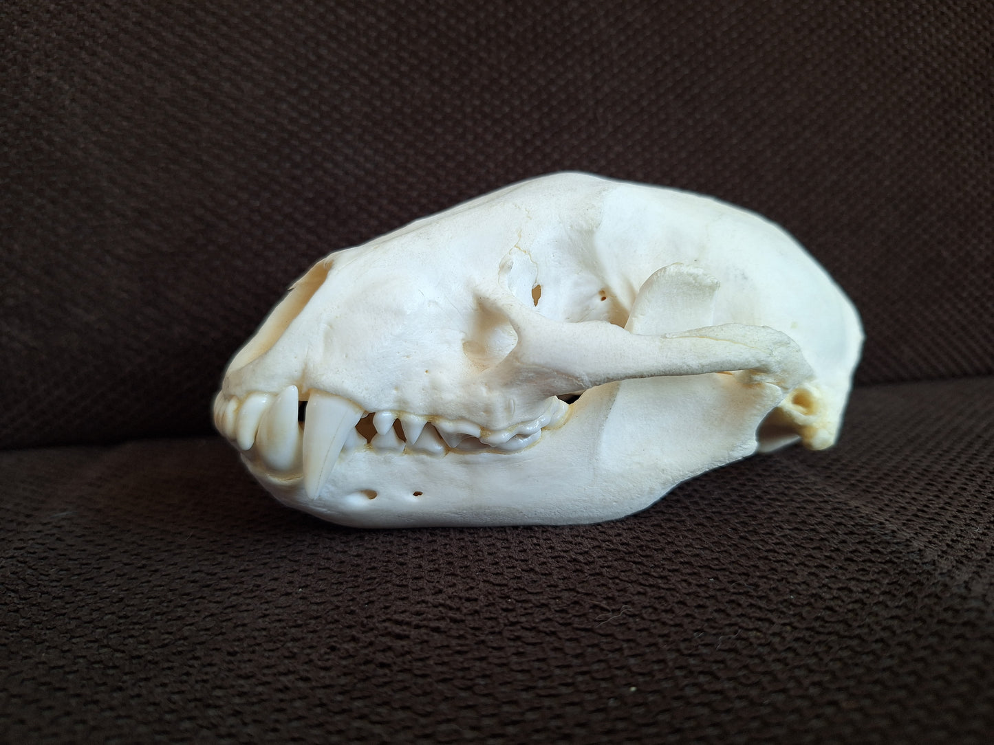 Racoon skull #3, B-quality