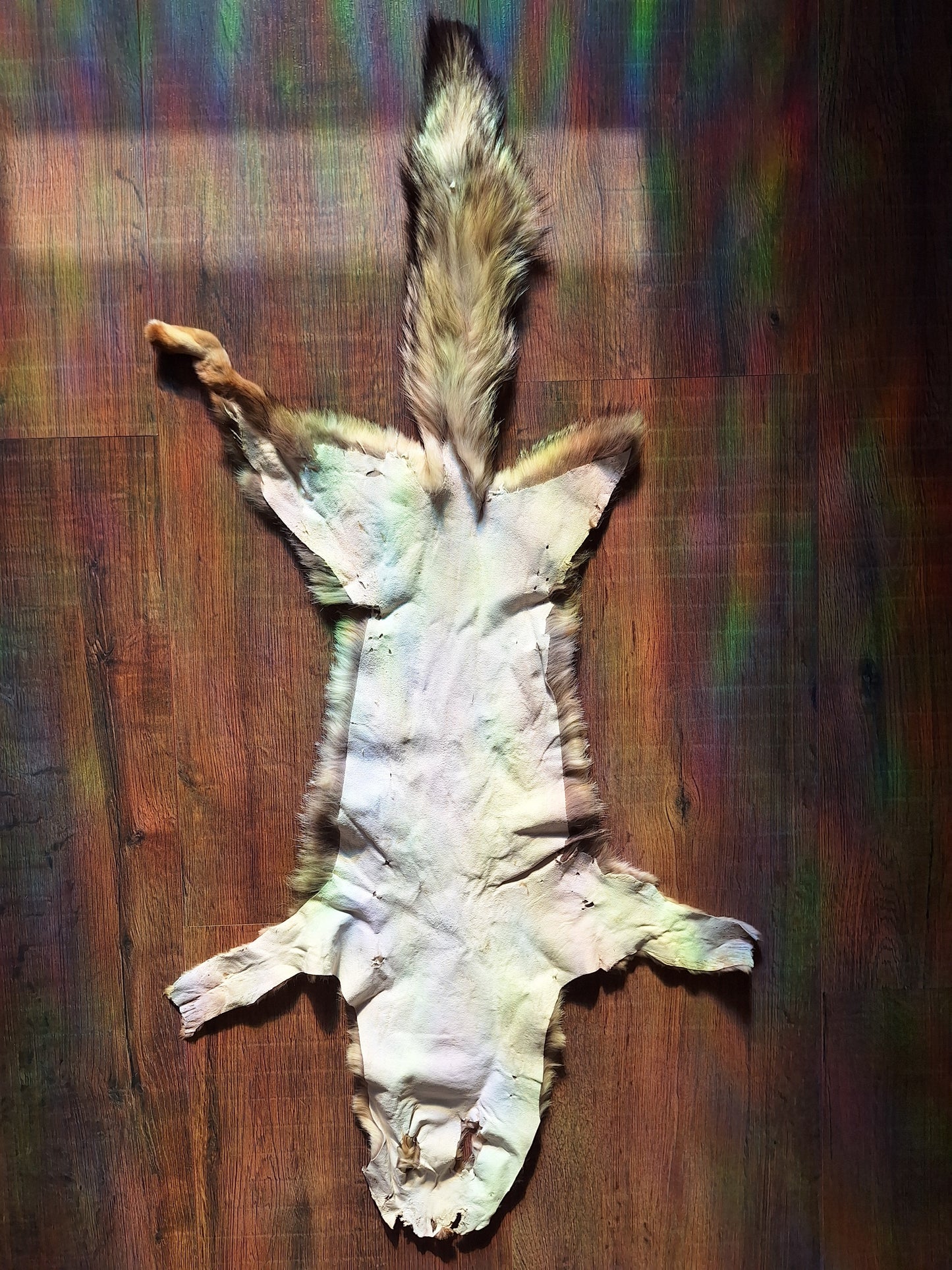 Cape fox hide #3