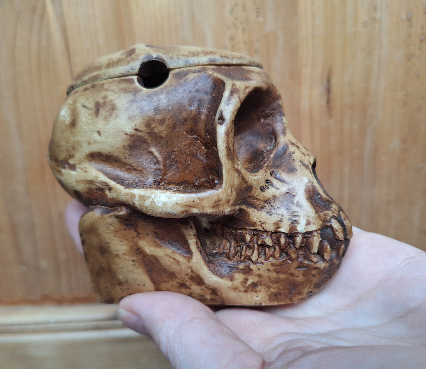 Resin monkey skull kapala
