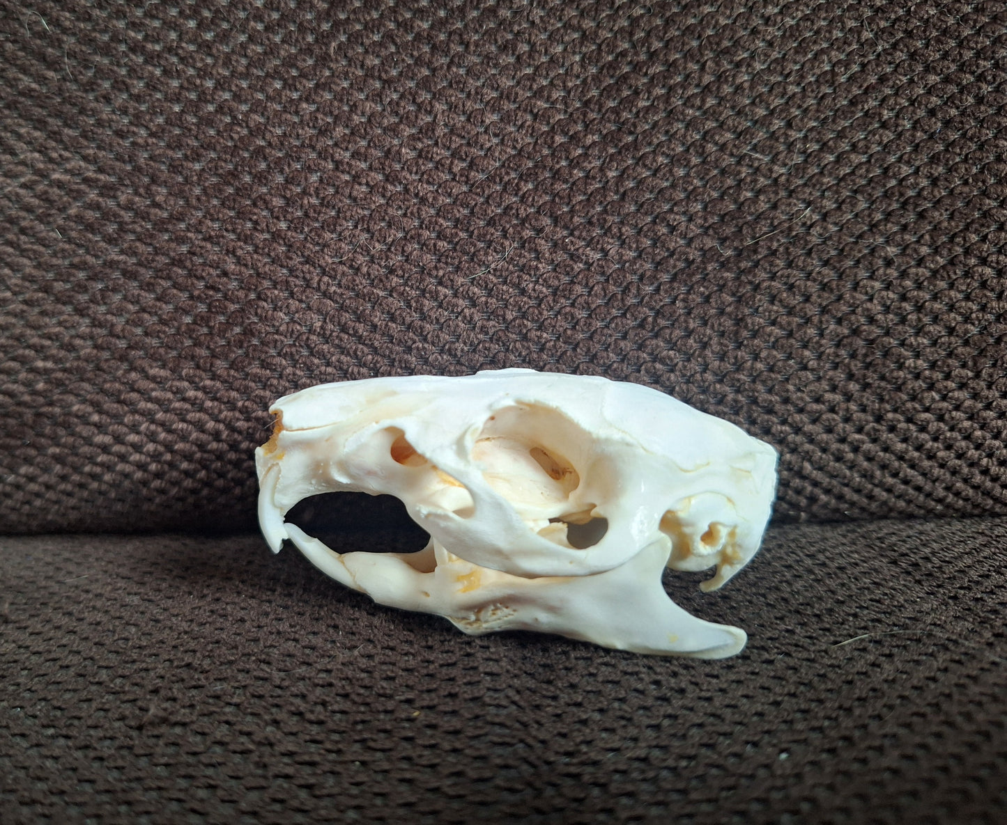 Guinea pig skull