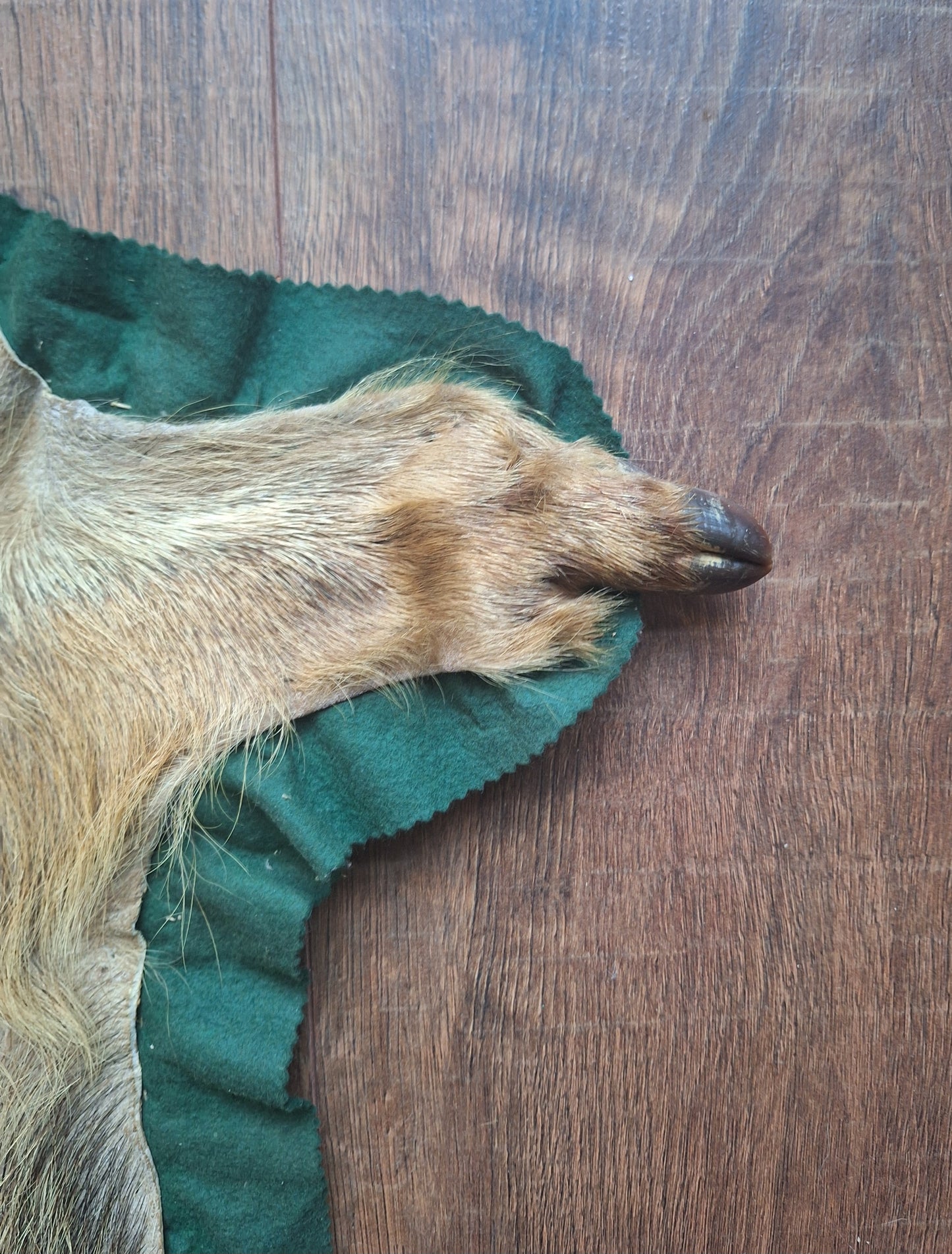 Vintage wild boar hide preparation