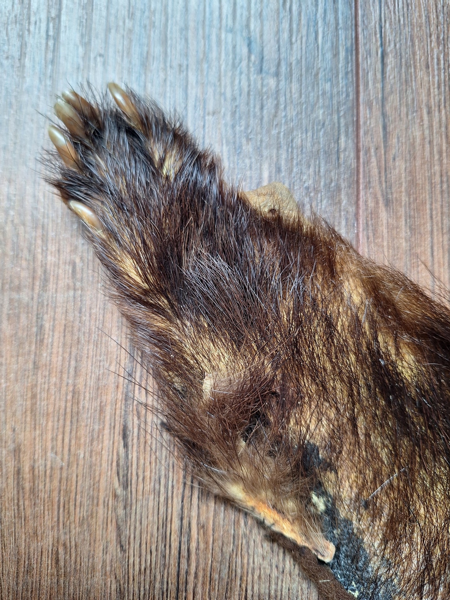 Badger hide #7