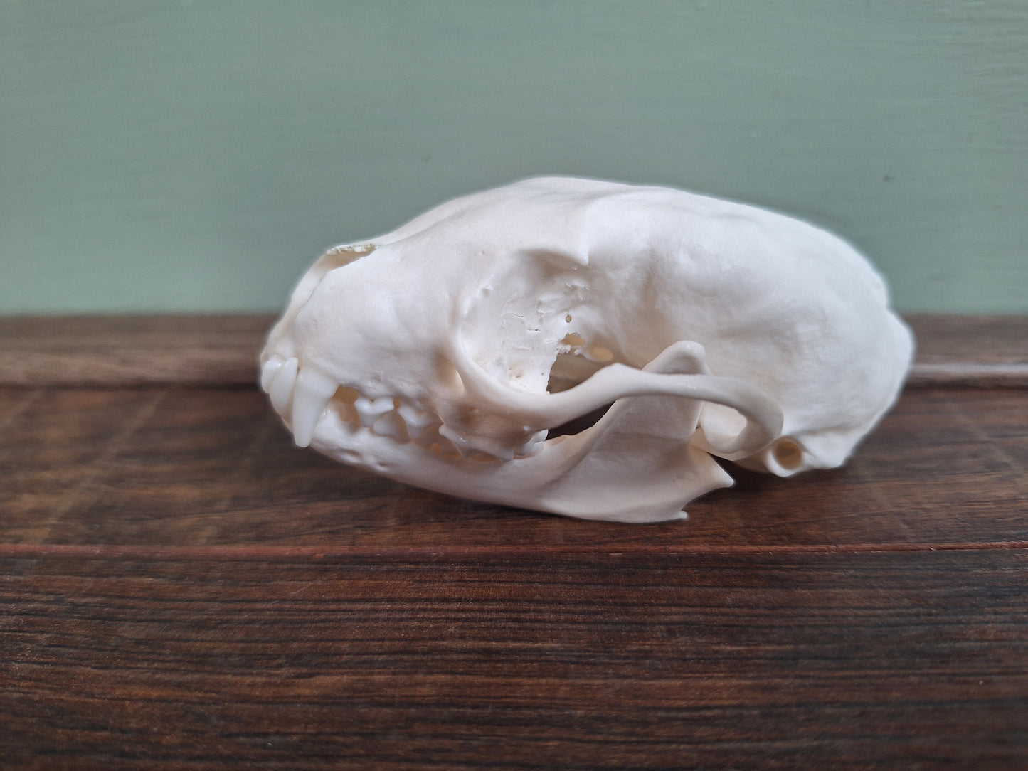 Stone marten skull, B-quality