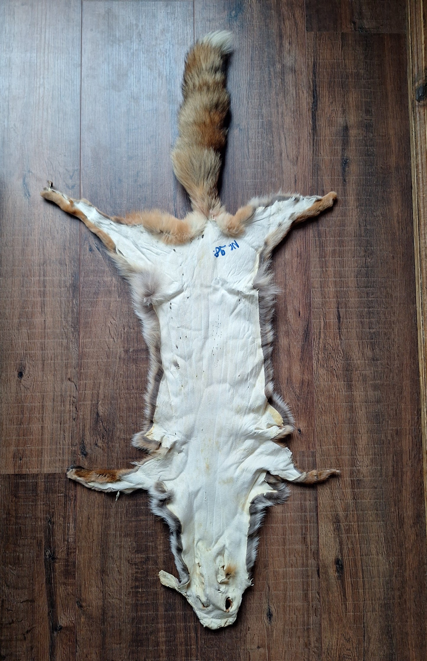 Red fox hide #31