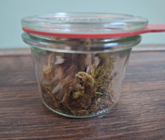 Fox paw, B-quality, in glass jar