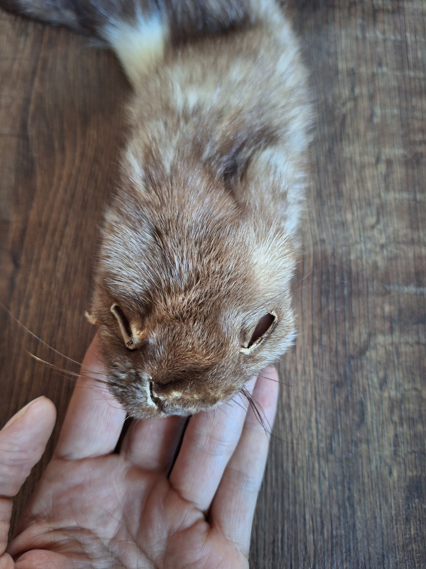 Stone marten hide #3
