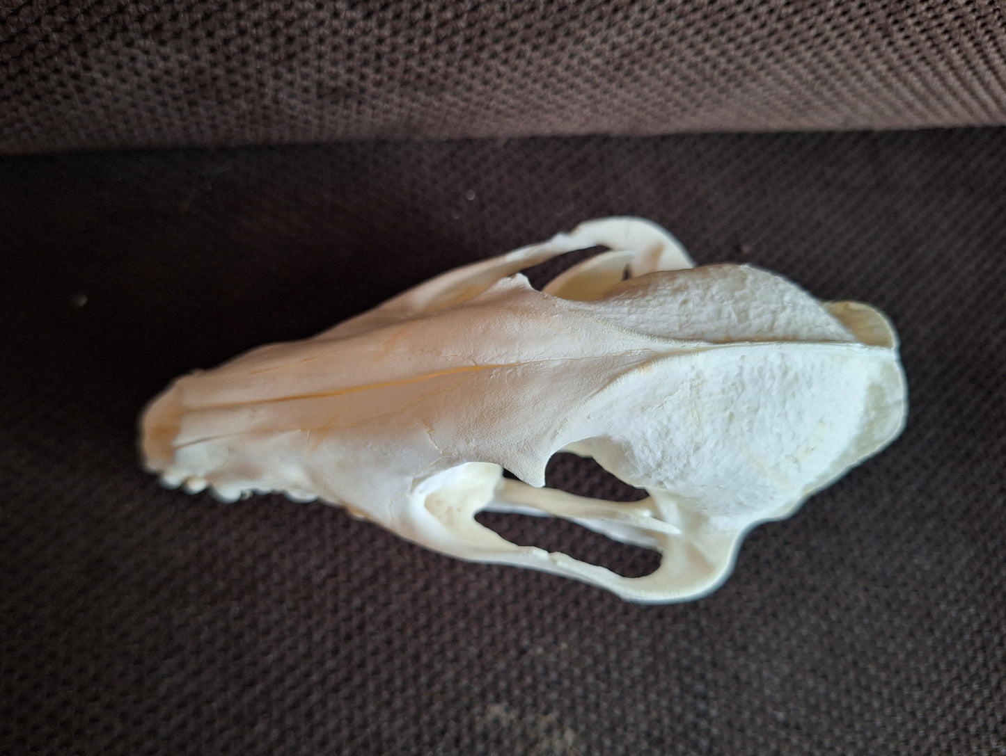 Raccoon dog skull