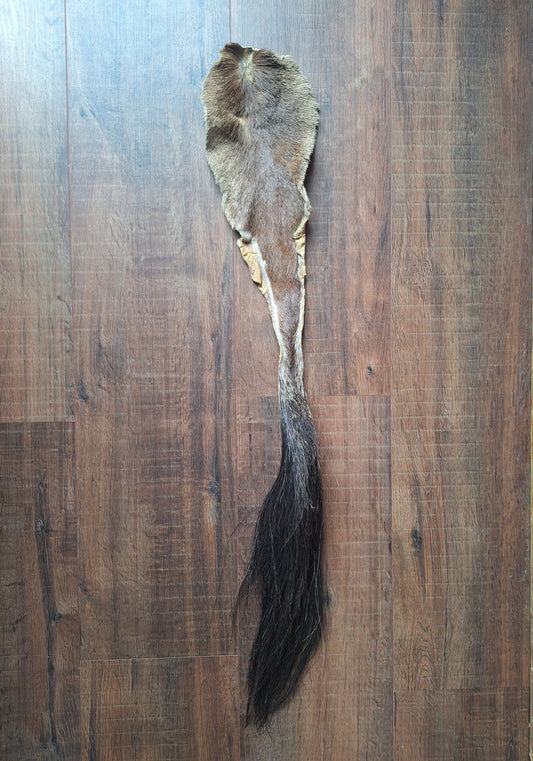 Gemsbok tail